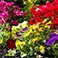 Gray, variant on GroundSmart 4' Roman Brick Rubber Landscape Edging, 6pk
