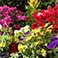 Red, variant on GroundSmart 4' Roman Brick Rubber Landscape Edging, 6pk