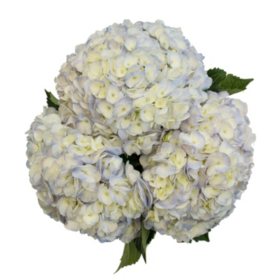 Member's Mark Novelty Hydrangeas Color  and variety may vary