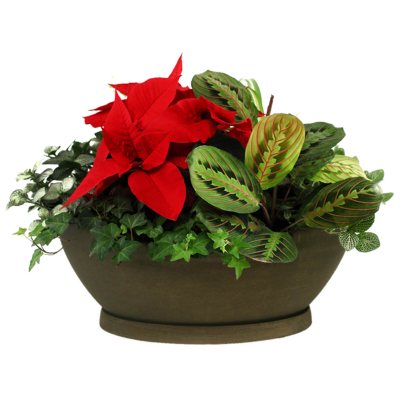 POINSETTIA FOLIAGE CENTERPIECE Sam's Club