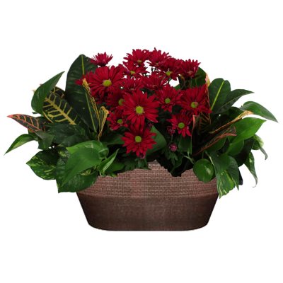 MUM PLANTER . Sam's Club