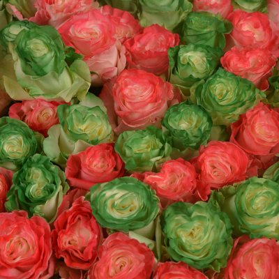 Member's Mark Fresh Rose Petals (Choose color variety, 3000 ct.) - Sam's  Club