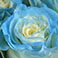 Light Blue, variant on Member's Mark Illusion Roses, 96 stems, Choose color variety
