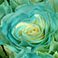 Aqua, variant on Member's Mark Illusion Roses, 96 stems, Choose color variety