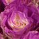 Purple, variant on Member's Mark Illusion Roses, 96 stems, Choose color variety