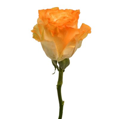 Member's Mark Illusion 50cm Roses, 96 Stems (Orange):- Orange