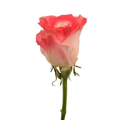 Member's Mark Illusion 50cm Roses, 96 Stems (Red):- Red