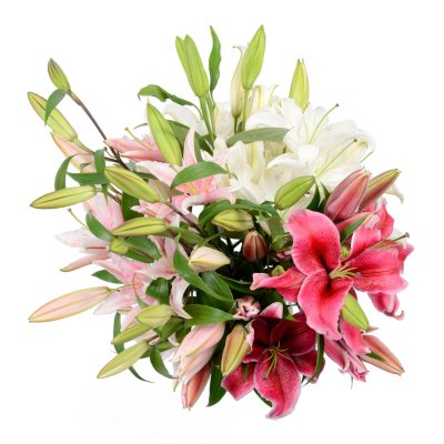 Oriental Lily - Assorted Colors - Sam's Club