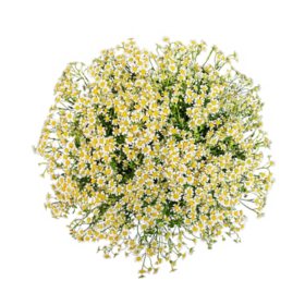 Member's Mark Chamomile Matricaria, Choose Stem Count