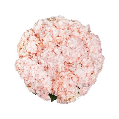 Bulk Wedding Flowers, Bouquets & Arrangements Near Me & Online - Sam's Club