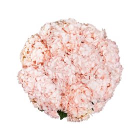 Member's Mark Color Enhanced Hydrangeas, Bridal Pink, 20 stems