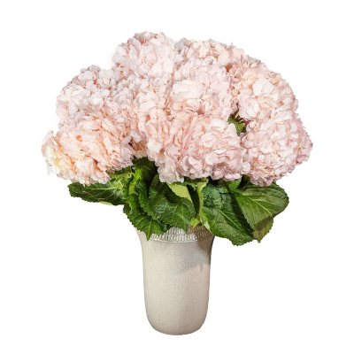 Member's Mark Color Enhanced Hydrangeas, Bridal Pink, 20
