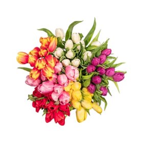Member's Mark Tulips, 50 stems