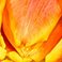 Orange, variant on Member's Mark Tulips, 50 stems