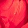 Red, variant on Member's Mark Tulips, 50 stems