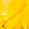 Yellow, variant on Member's Mark Tulips, 50 stems