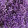Lavender, variant on Member's Mark Enhanced Gypsophila, choose color and stem count