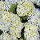 Blue, variant on Member's Mark Hydrangeas, choose color and stem count
