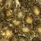 Gold, variant on Member's Mark Painted Mums,  choose color and stem count