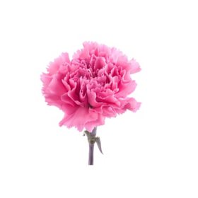 Member's Mark, Fancy Carnation 22 stem