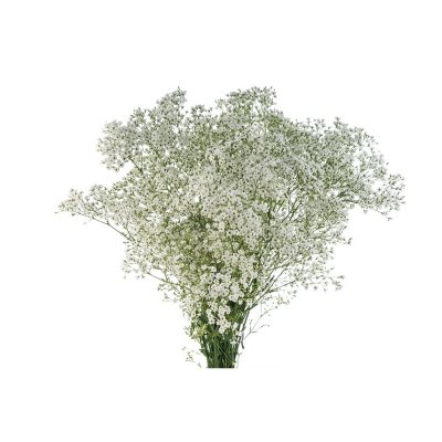 Gyp Million Star - Baby's Breath Bunch in Orlando, FL - Artistic East  Orlando Florist