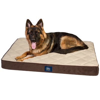 Serta ortho quilted pillowtop pet clearance bed