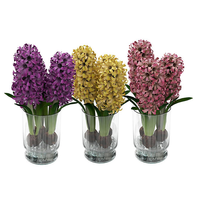 Hydroponic Live Hyacinths in Glass with Water