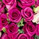 Fuchsia Fantasy Hot Pink, variant on Member's Mark Farm Fresh Rose Bouquet, 28 stems, choose color