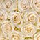 White, variant on Member's Mark Ecuadorian Premium Roses, choose color variety and stem count