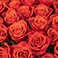 Orange, variant on Member's Mark Rose Bouquet, 100 stems, choose color variety