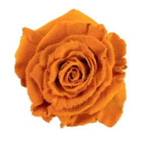 Member's Mark Farm Fresh Velvet Roses, choose color and stem count