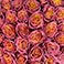 Mauve Rays, variant on Member's Mark Farm Fresh Velvet Roses, choose color and stem count