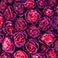 Plum Berry, variant on Member's Mark Farm Fresh Velvet Roses, choose color and stem count