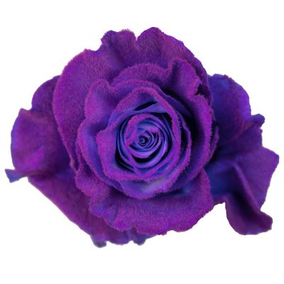 Member's Mark Farm Fresh Velvet Roses, choose color and stem count ...