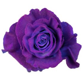 Member's Mark Farm Fresh Velvet Roses, choose color and stem count