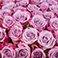 Lavender, variant on Member's Mark Rose Bouquet, 100 stems, choose color variety