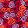 Vibrant Rainbow, variant on Member's Mark Rose Bouquet, 100 stems, choose color variety