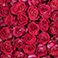 Iguazu Strawberry and Cream Bi-color, variant on Member's Mark Ecuadorian Premium Roses, choose color variety and stem count