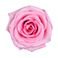 Pink, variant on Member's Mark Roses, choose color and stem count
