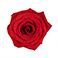 Red, variant on Member's Mark Roses, choose color and stem count