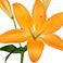 Orange, variant on Member's Mark LA Hybrid Lilies, choose color and stem count