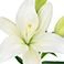 White, variant on Member's Mark LA Hybrid Lilies, choose color and stem count