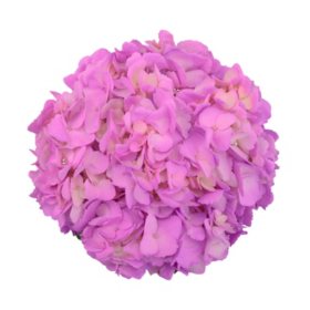 Painted Hydrangea, Lavender (choose 15 or 40 stems)
