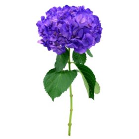 Hydrangea Painted Purple (Choose stem count)