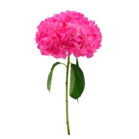 Painted Hydrangea, Hot Pink (choose 15 or 40 stems)