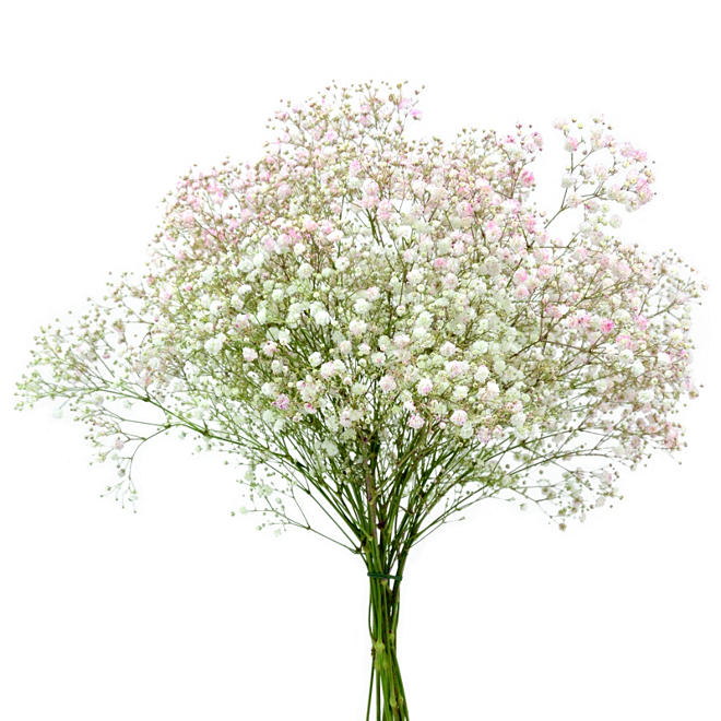 REPLACED - Gypsophila, Tinted Purple (choose stem count)