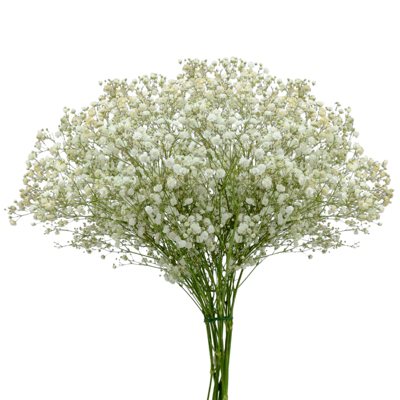 Gypsophila, Tinted Gold (choose stem count) - Sam's Club