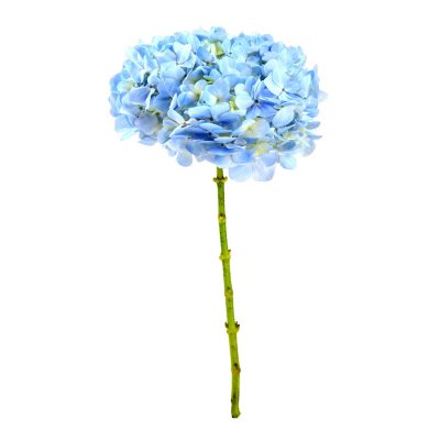 Hydrangea, Blue (Choose stem count) - Sam's Club