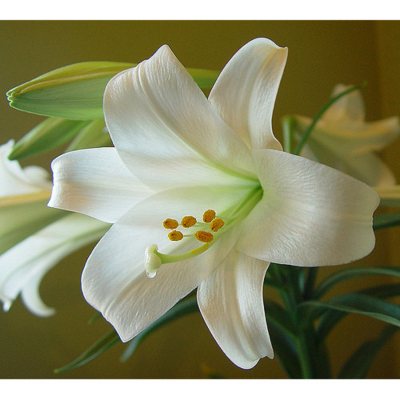 Easter Lily - 100 Stems - Sam's Club