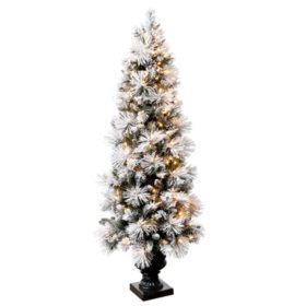 Hallmark 5 5 Sugared Spruce Pre Lit Entryway Tree Sam S Club